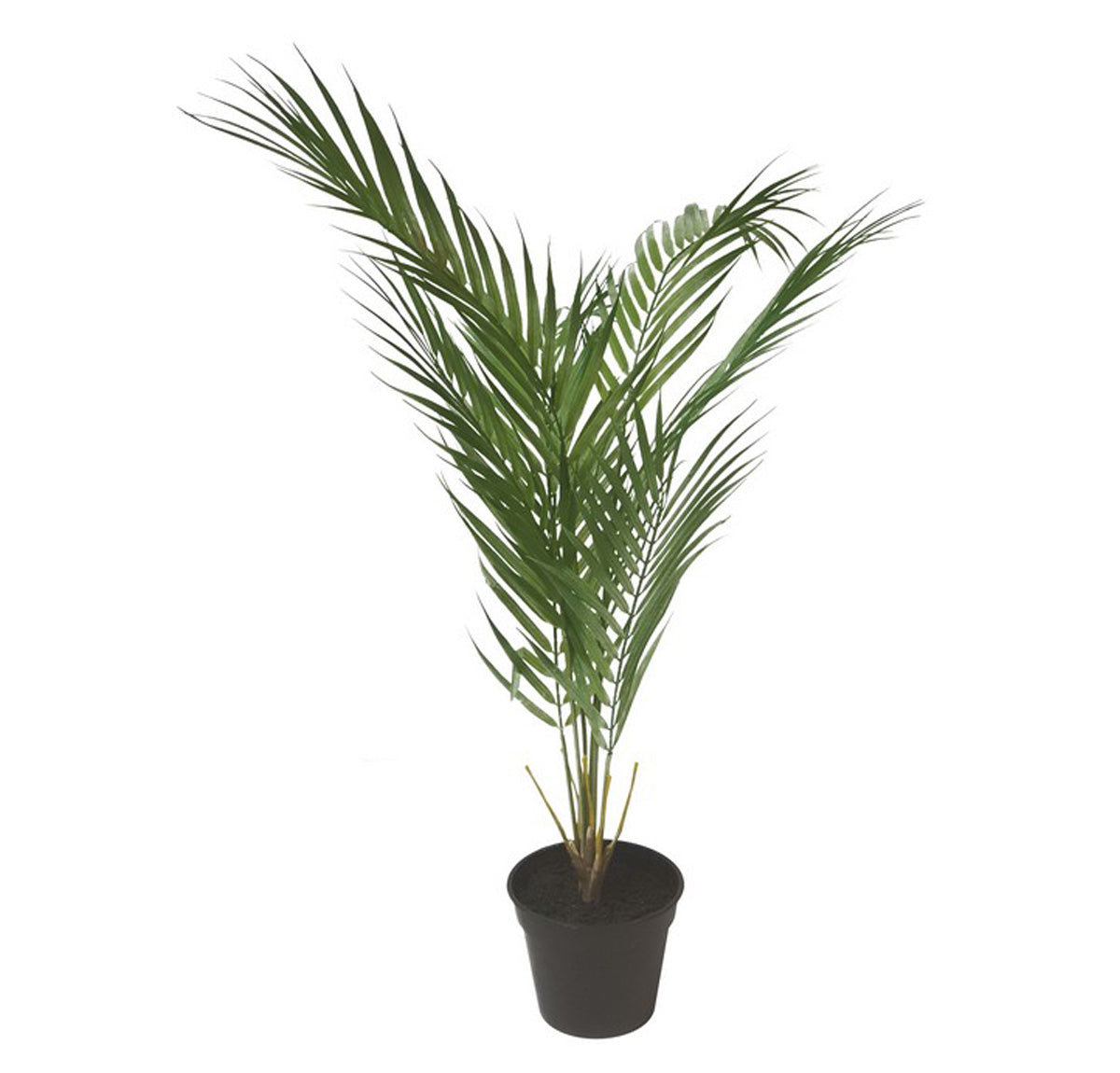 Artificial Fern In Black Pot - 0.7mtr tall | Home Decor