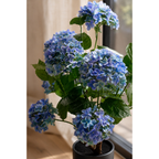 A potted hydrangea plant with dense clusters of light blue flowers and green leaves, placed in front of a softly lit window.