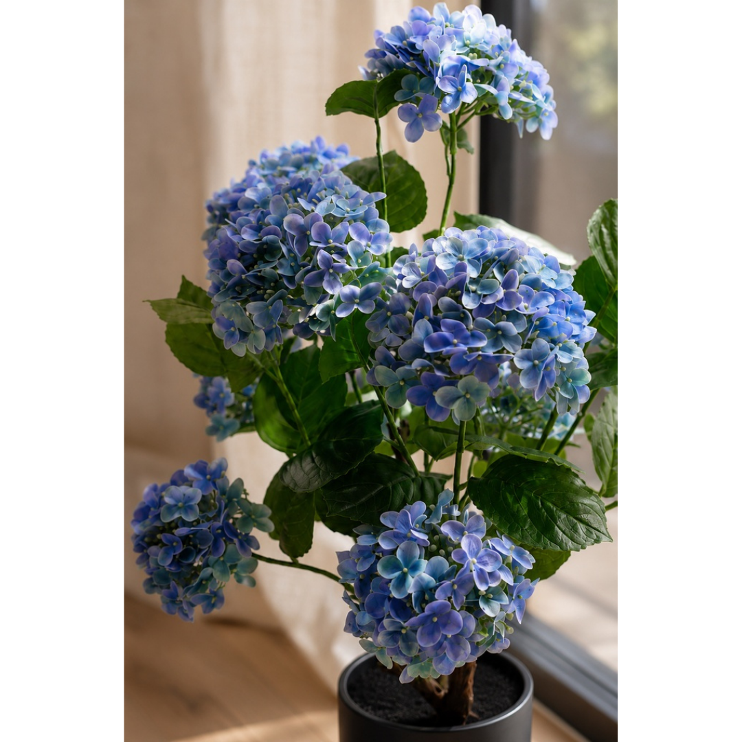 A potted hydrangea plant with dense clusters of light blue flowers and green leaves, placed in front of a softly lit window.