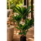 Real touch frangipani tree in black pot styled outdoors near seating