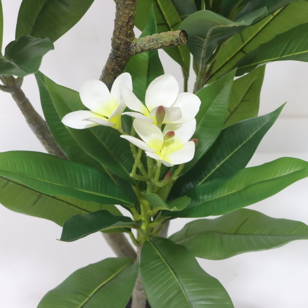 Close-up of real touch frangipani white and yellow flowers