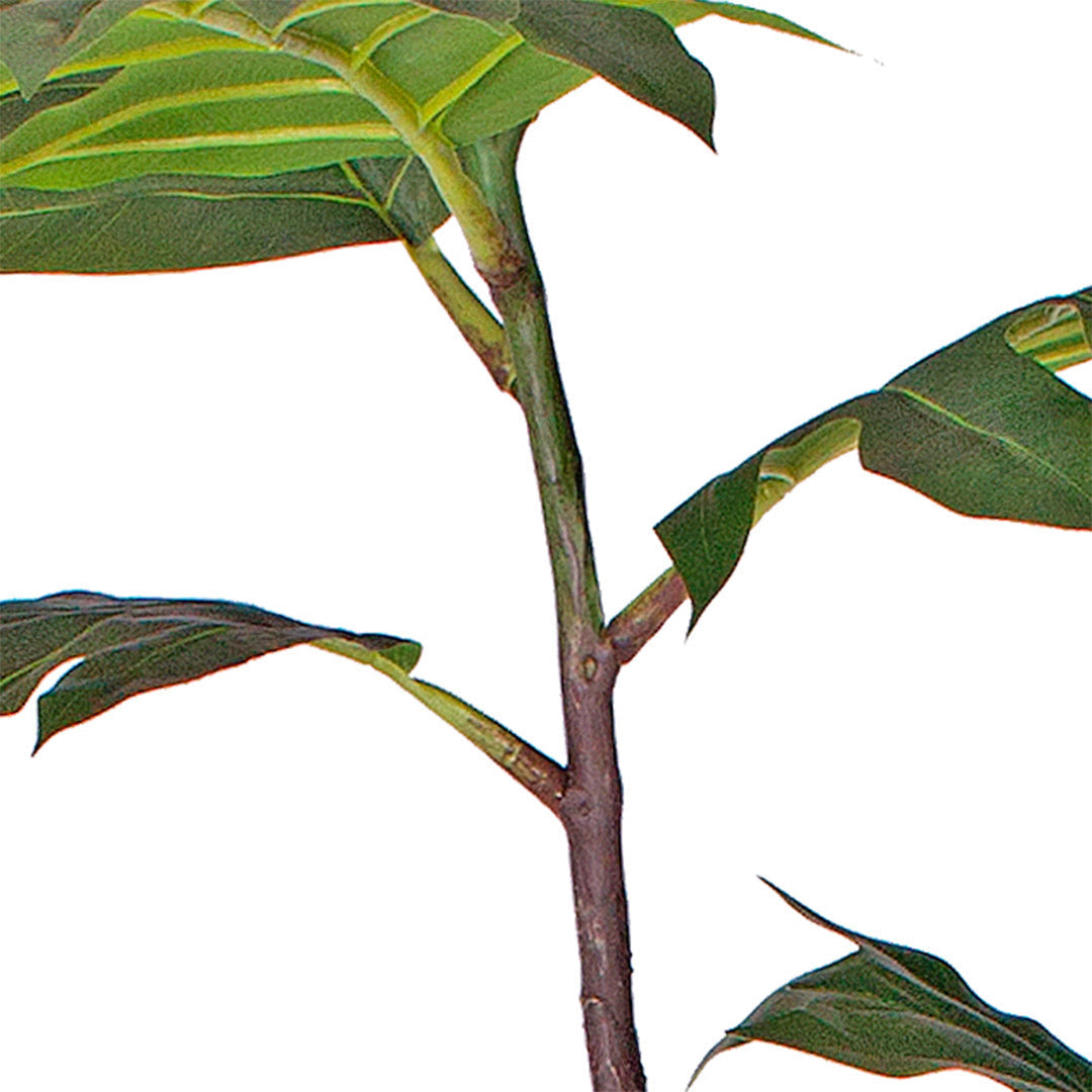 Artificial Split-Leaf Philodendron Tree/ Plant - 120cm